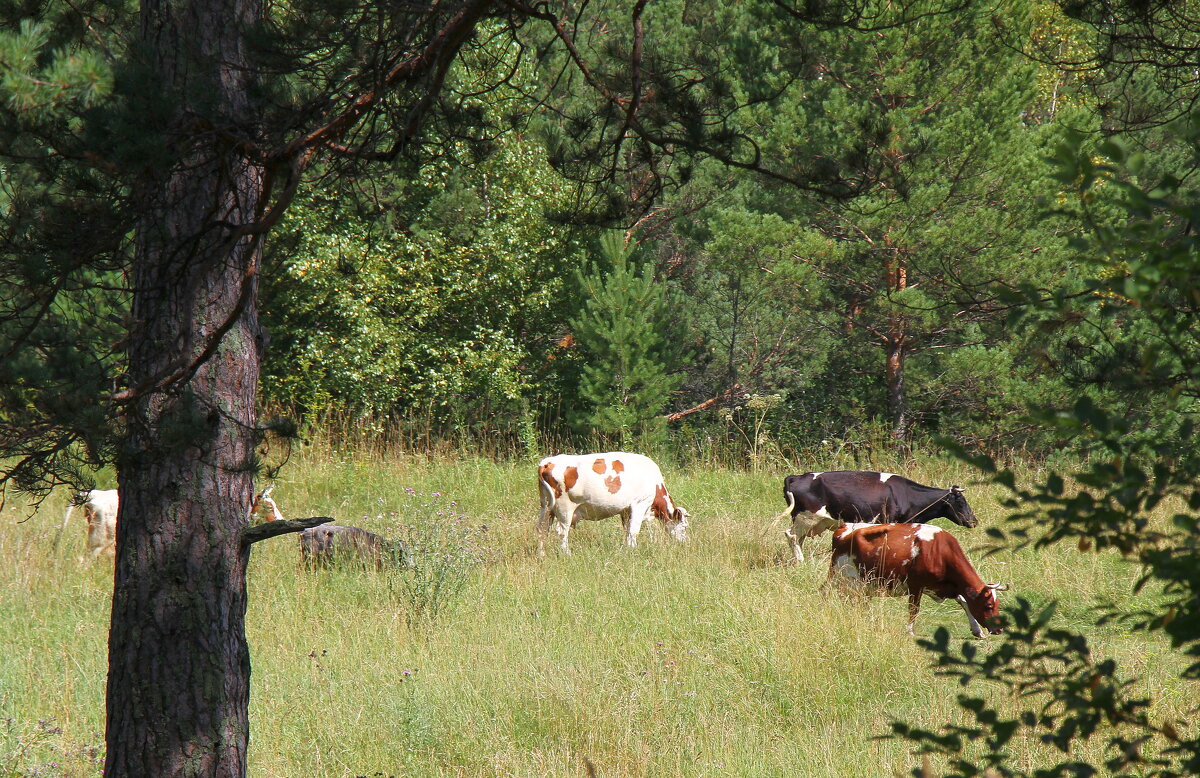 Выпас в лесу... - Андрей Катков Выпас в лесу... - Андрей Катков