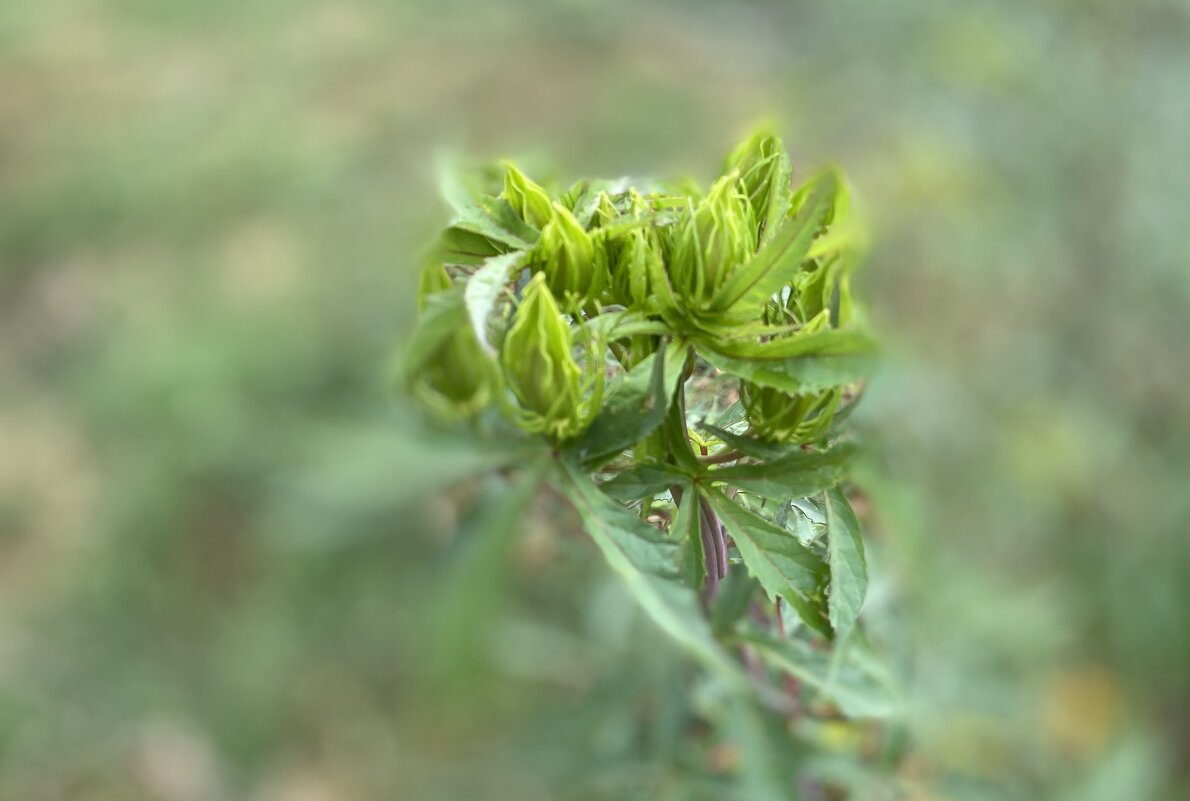 После дождя (5) - Alexey YakovLev