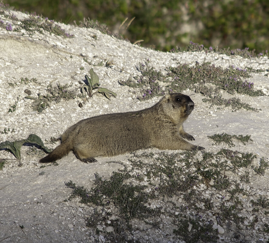 Сурок - Евгений Анисимов