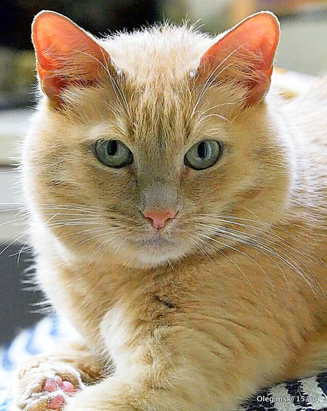 домашние радости - Олег Лукьянов