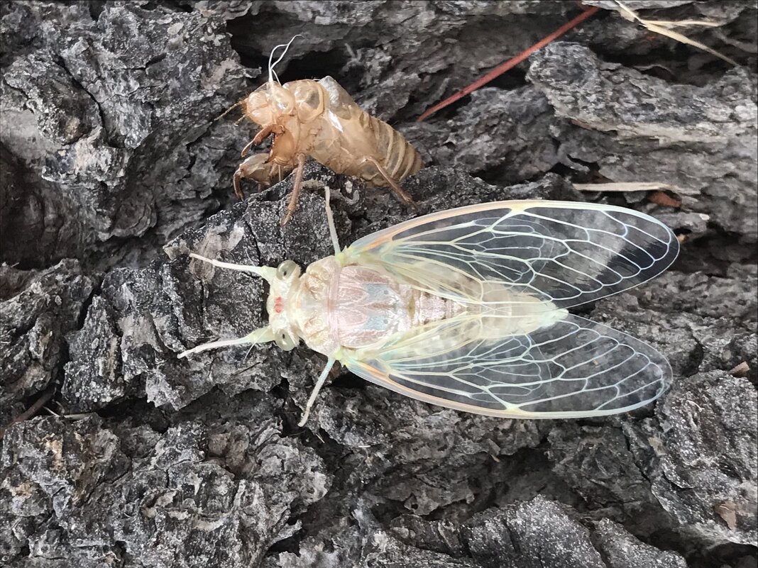 Цикада - Pippa 