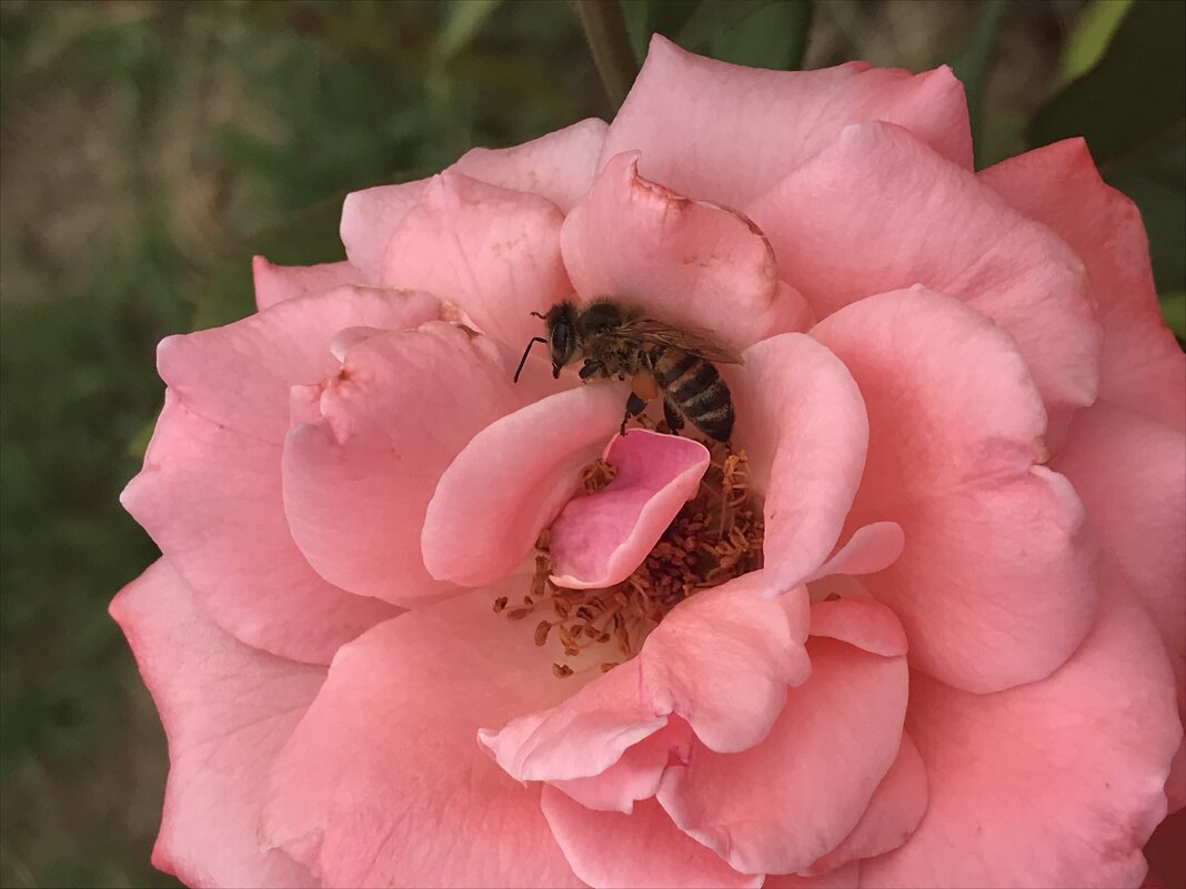 Розовая колыбель - Pippa 