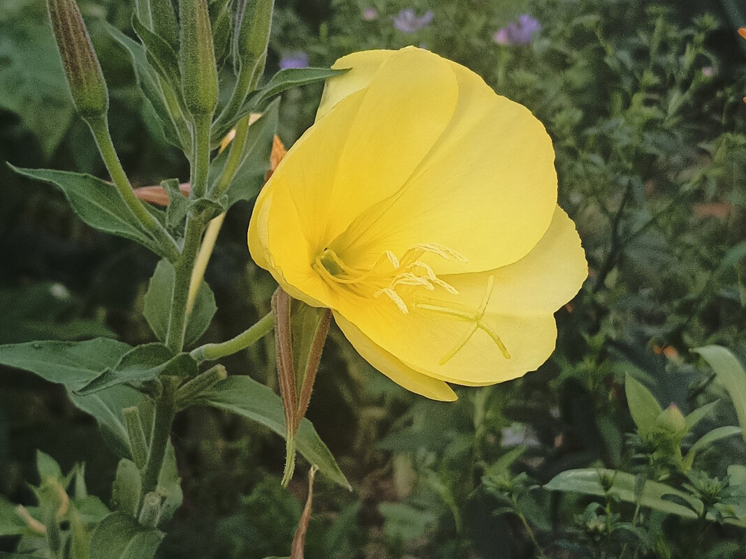 Энотера. жёлтая. - Вячеслав. Синицын