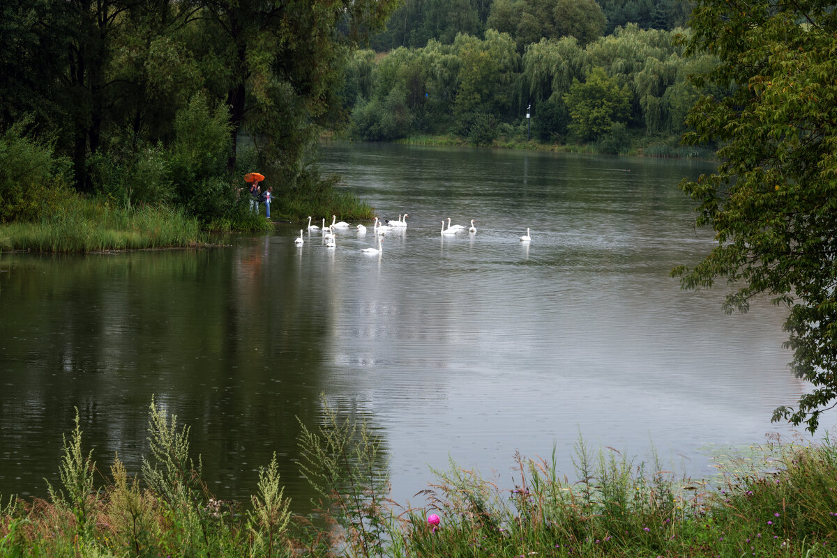 Дождливый день. - Владимир Безбородов