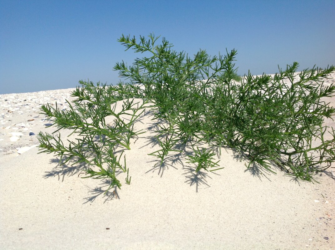 без комментариев )) - Анна Камс