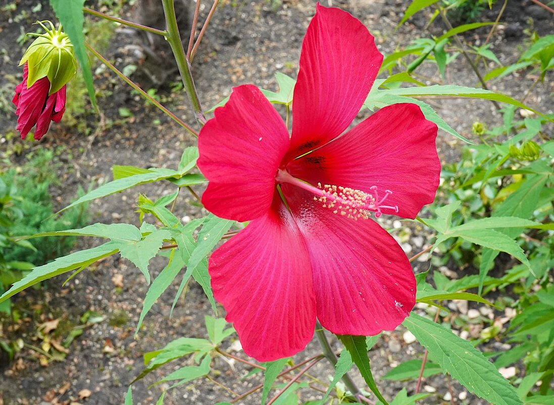 Гибискус - Татьяна Тюменка