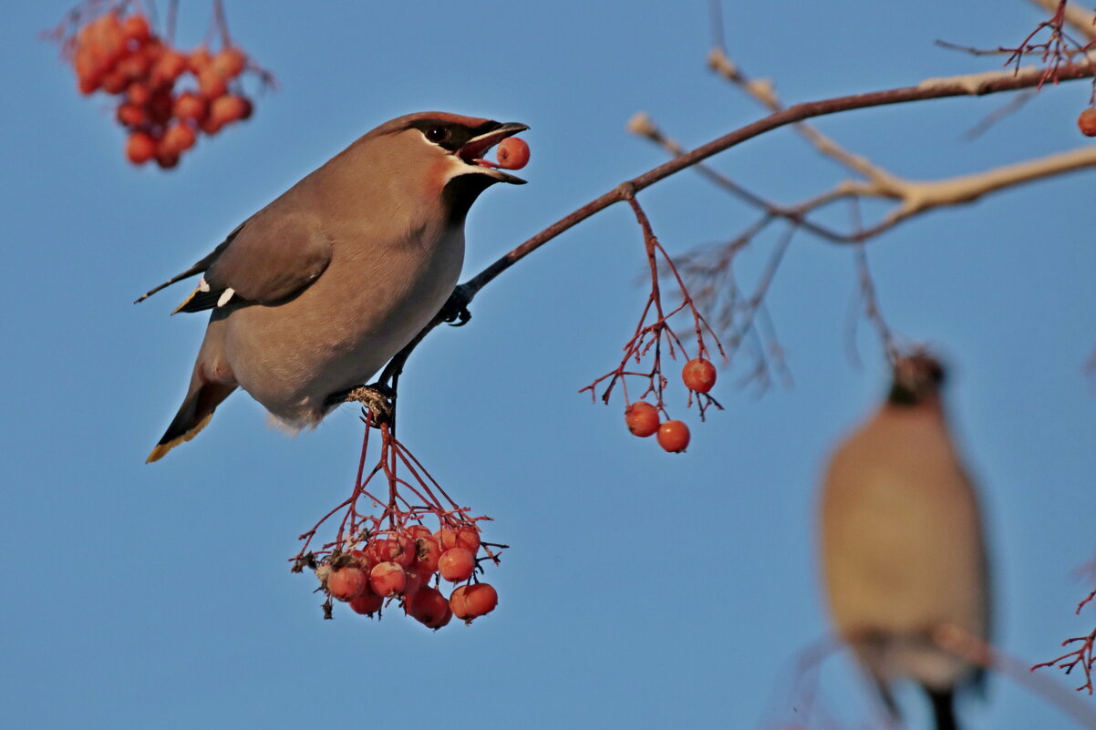 Завтрак - Александр Велигура