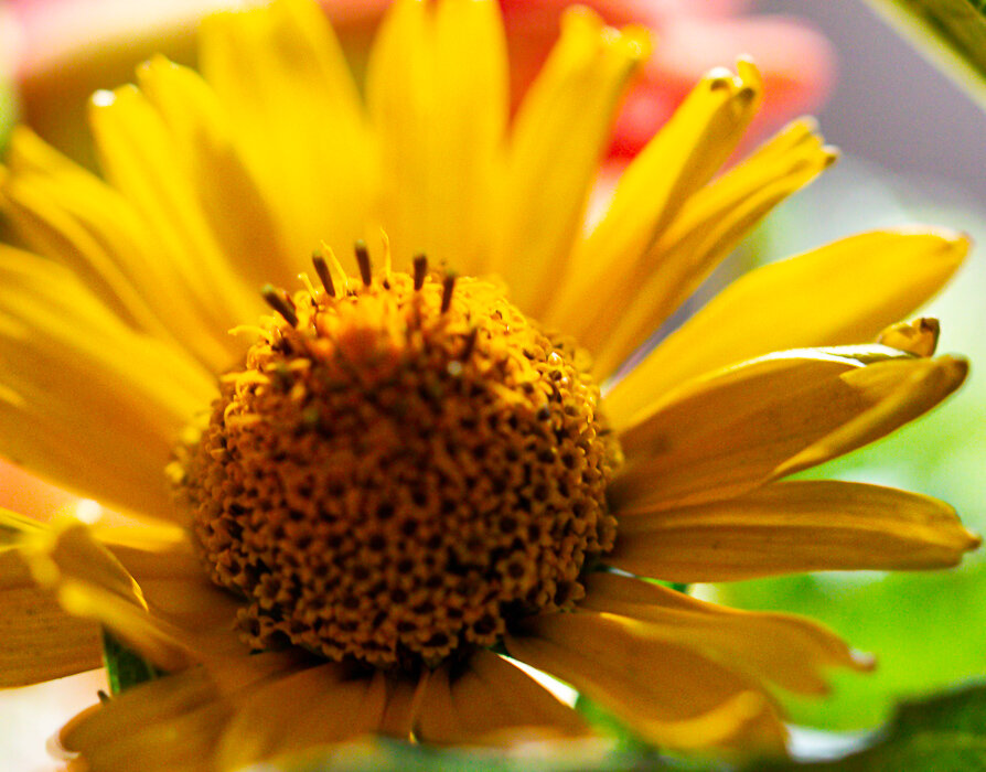 Фрагмент букета - Светлана SvetNika17