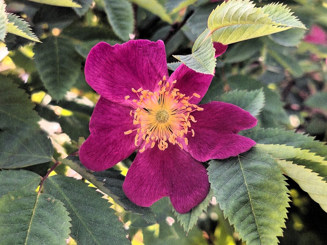 шиповник - Наталья 