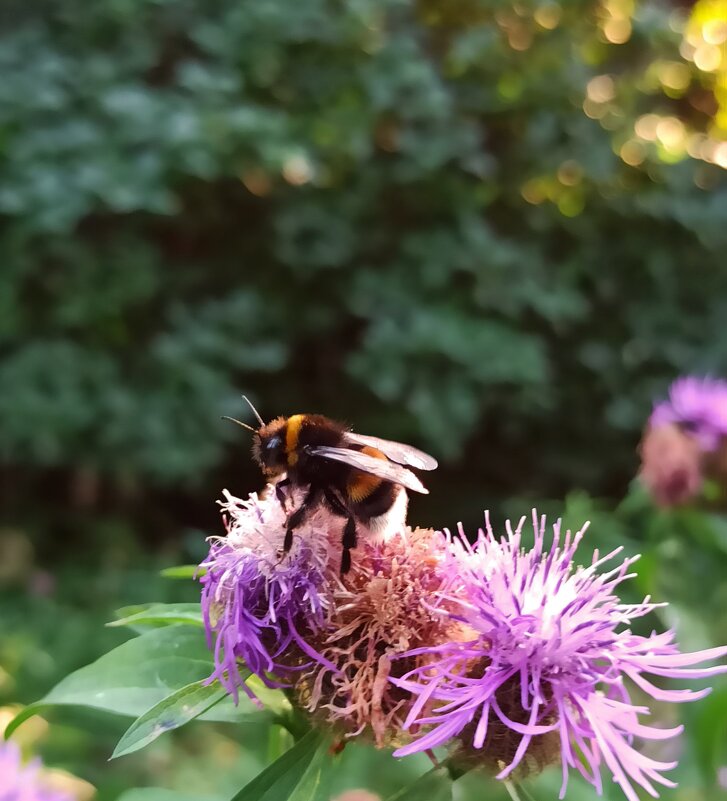 Торопитесь, шмелики! Август на дворе! - veilins veilins Торопитесь, шмелики! Август на дворе! - veilins veilins