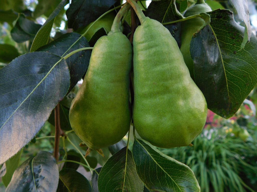 Груша Видная (Бугристая) - Наиля 