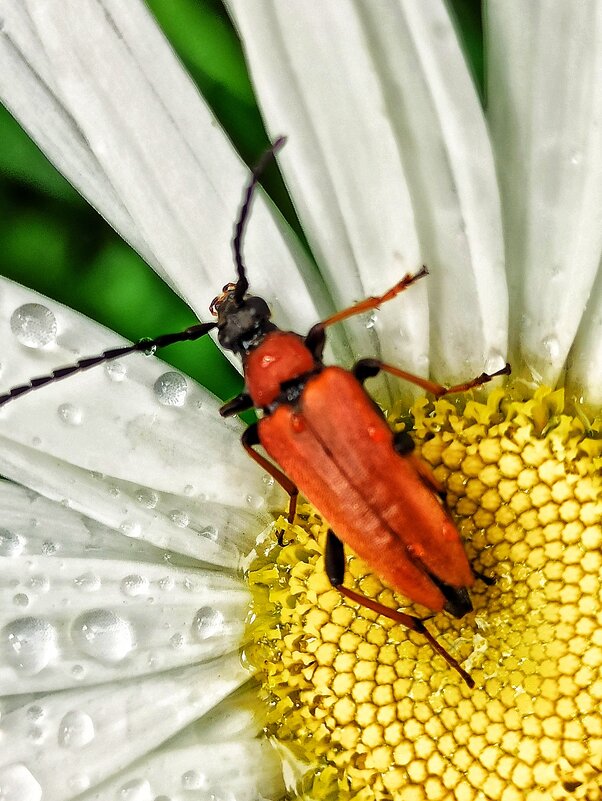 И поел, и попил! - veilins veilins И поел, и попил! - veilins veilins