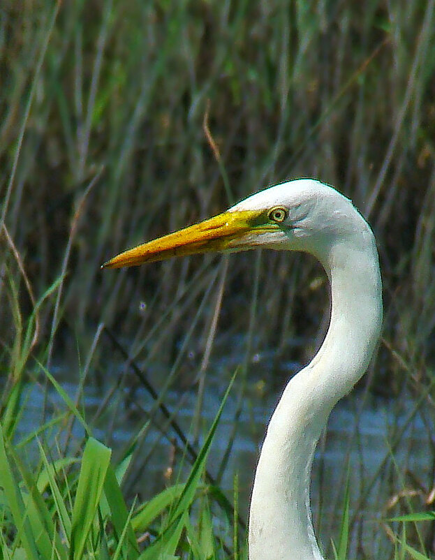 большая белая цапля - gawrilа - dan большая белая цапля - gawrilа - dan
