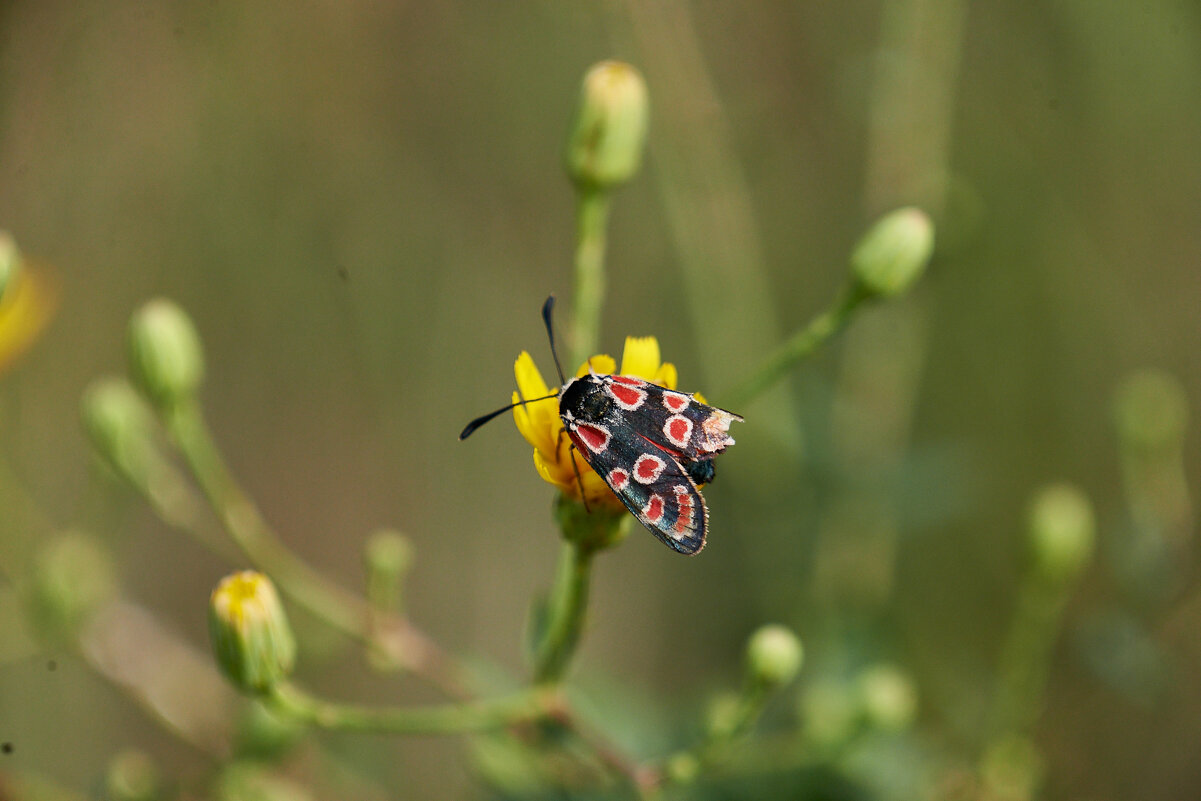 Бабочка из семейства Пестрянок - Александр Леонов