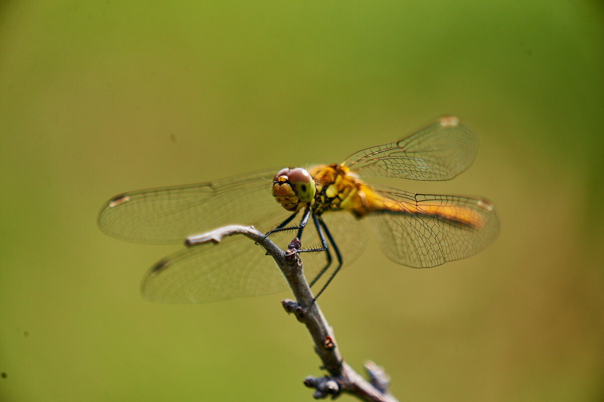 Шикарная стерокза - Александр Леонов