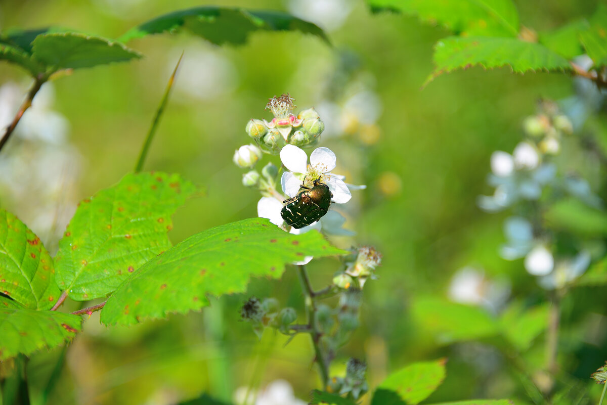 Бронзовка на ежевике - Александр Хаецкий