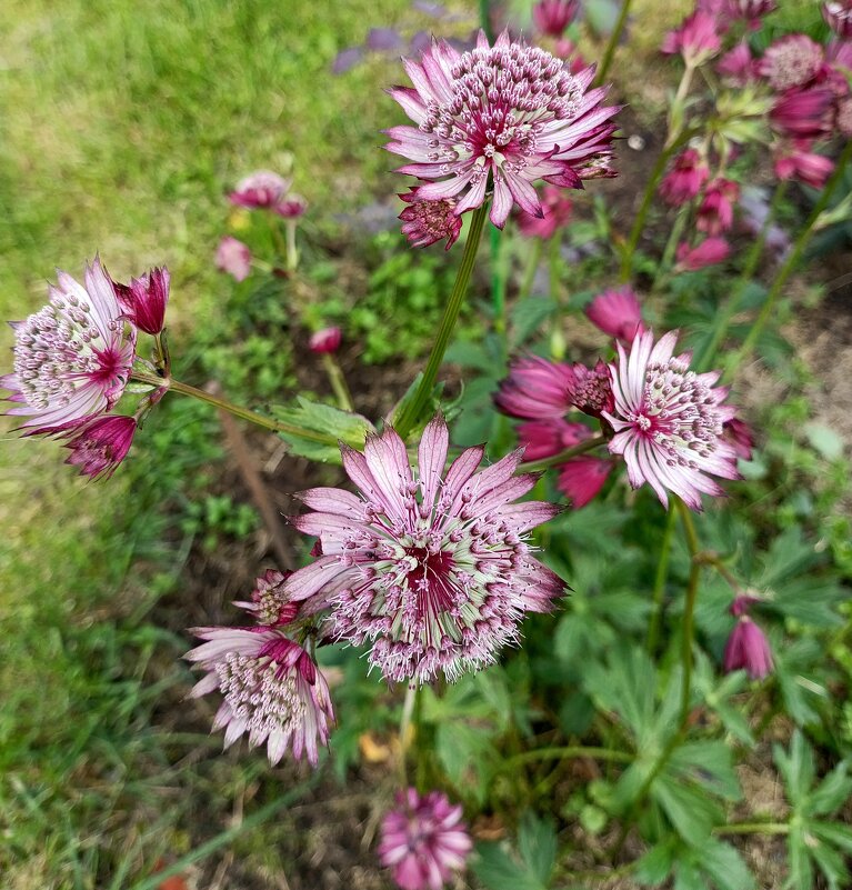 Красная астранция. - Ирина ***