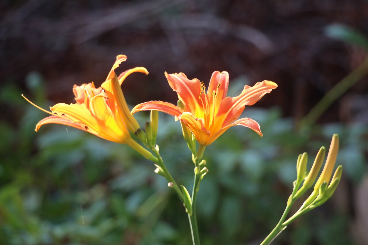 Вот и август - Наталья Герасимова