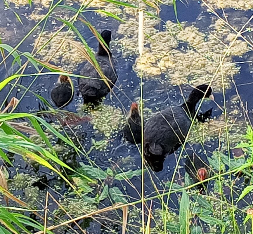 Лысухи - Сапсан 