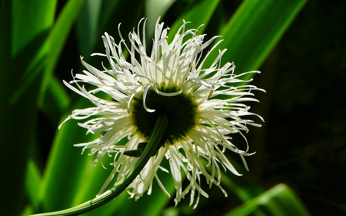 Растрёпа в солнечных лучах. - Милешкин Владимир Алексеевич 