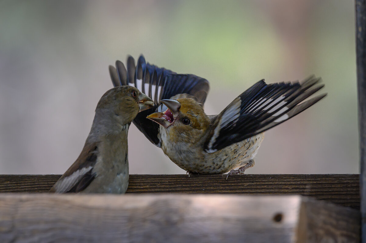 *** - Дмитрий 