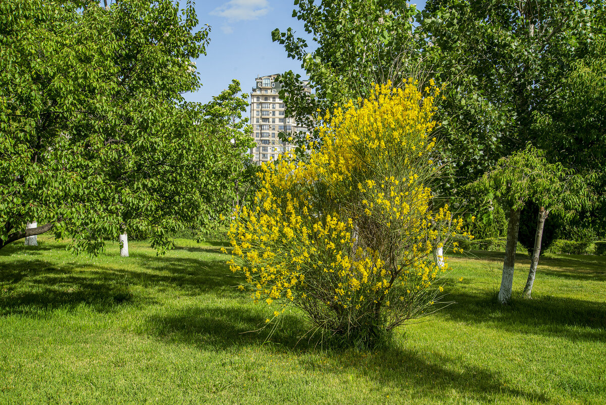 Лужайка - Анатолий Чикчирный