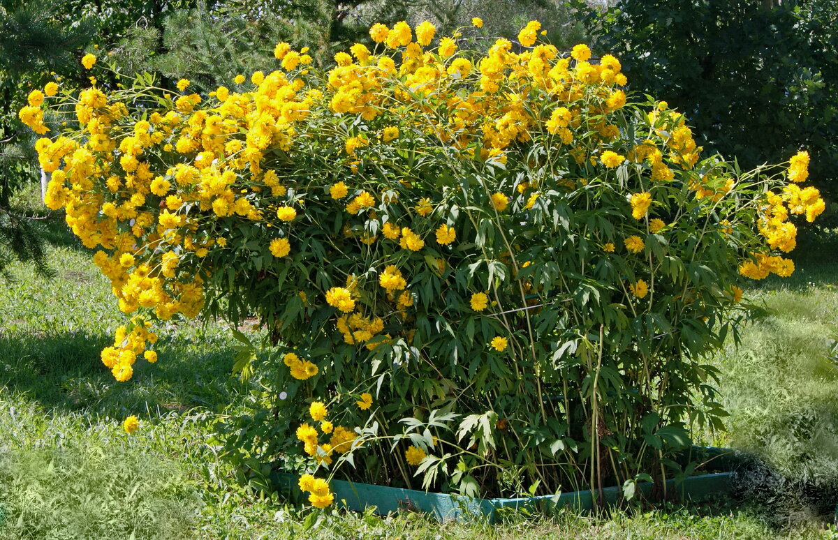 Клумба,цветы. - сергей ермошкин Клумба,цветы. - сергей ермошкин