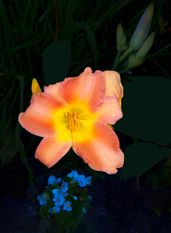 Почти лилия - Евгений 