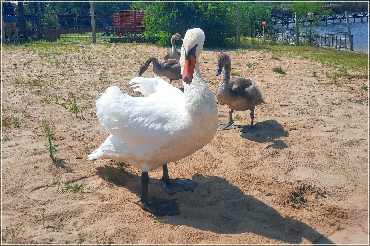 Соблюдай дистанцию - Сеня Белгородский Соблюдай дистанцию - Сеня Белгородский