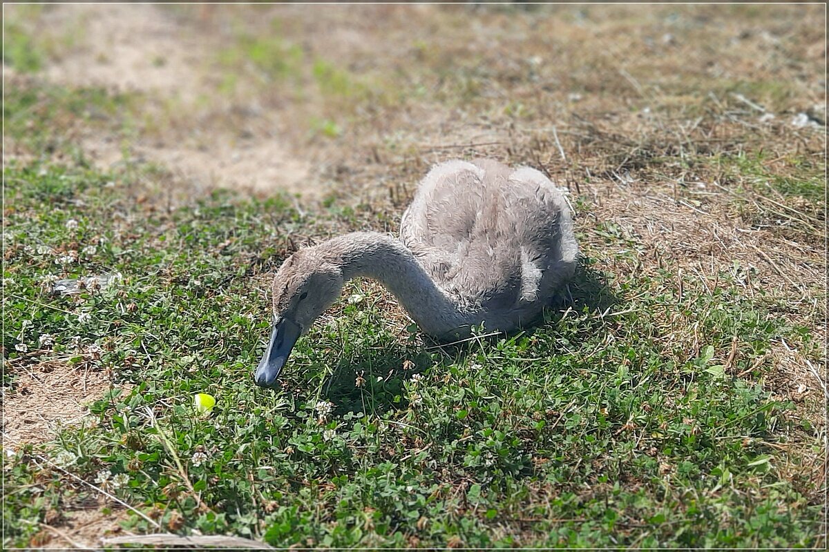 „Гадкий утёнок" пробует яблоко - Сеня Белгородский „Гадкий утёнок" пробует яблоко - Сеня Белгородский