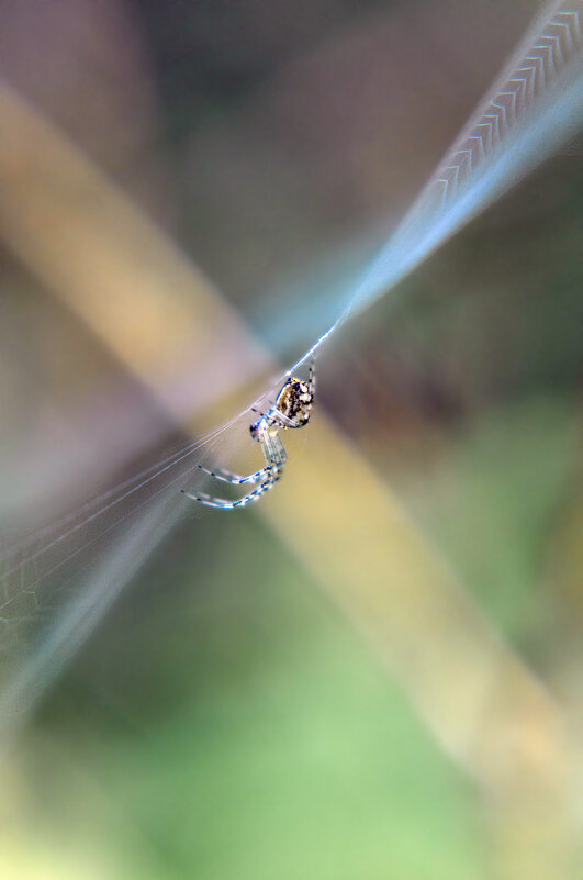 В паутине - Lyubov Busova