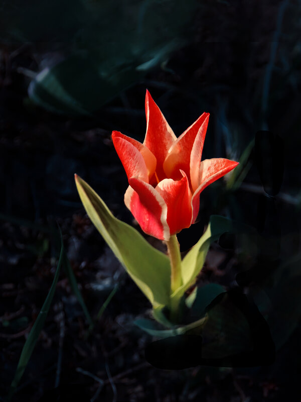 Тюльпан-хулиган - Евгений 