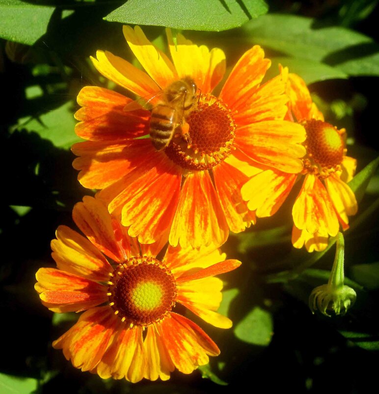 Солнечные - Елена Семигина Солнечные - Елена Семигина