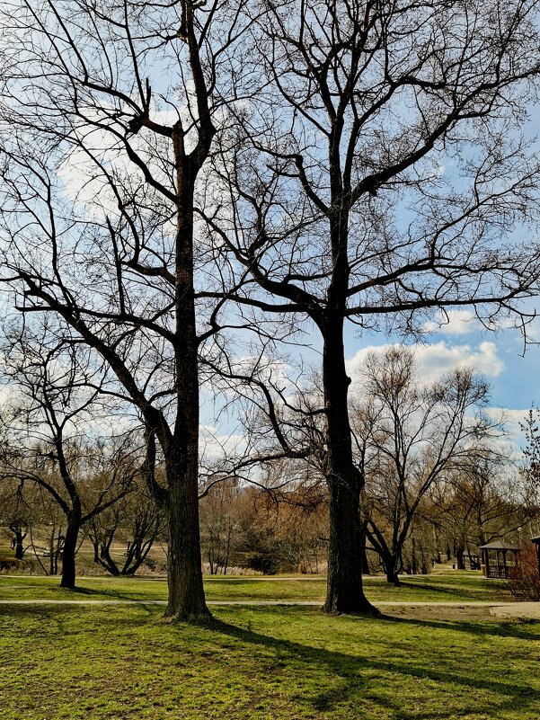 В парке. Начало весны. - Любимова Ольга 