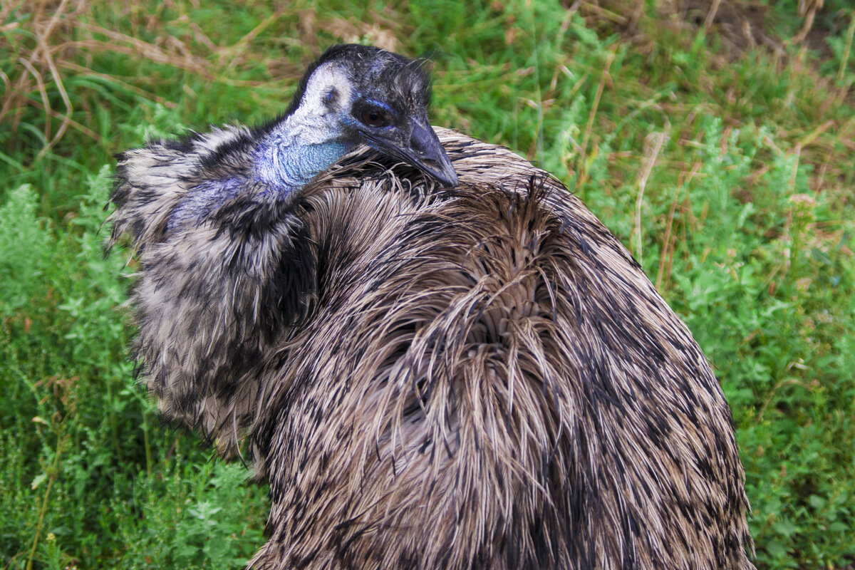 ДОЖДЬ, ДОЖдь, дождь Дождик пройдётся - Владимир Максимов ДОЖДЬ, ДОЖдь, дождь Дождик пройдётся - Владимир Максимов