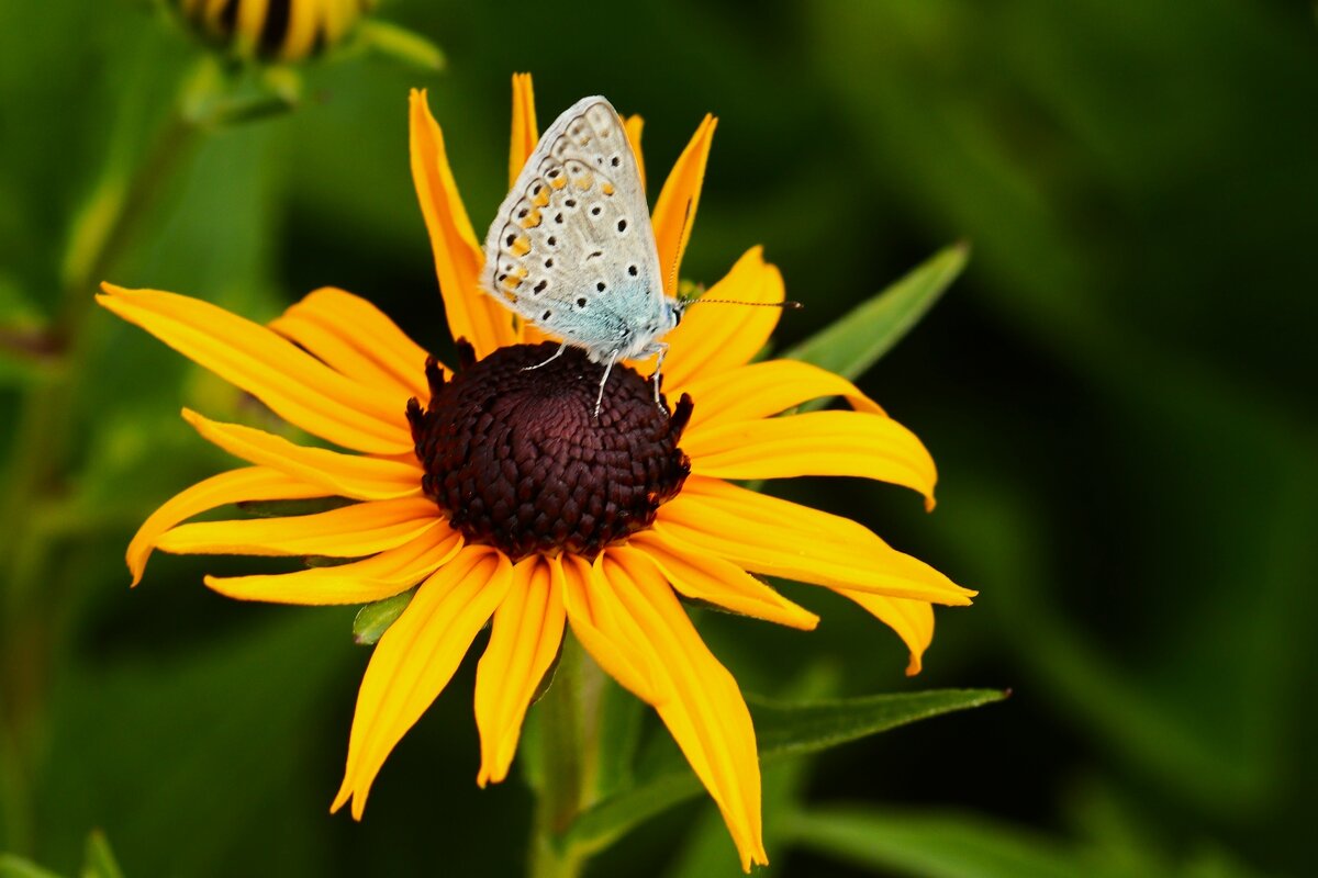 Жила была бабочка - Юрий. Шмаков Жила была бабочка - Юрий. Шмаков