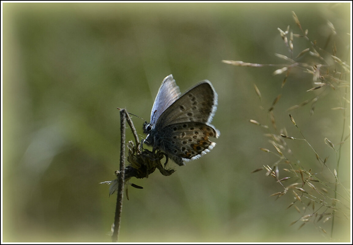 Вчера еще цвели... - Aleksandr Gal