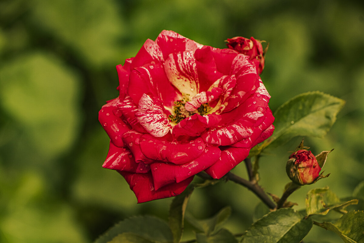 Цветём. - Петр Беляков