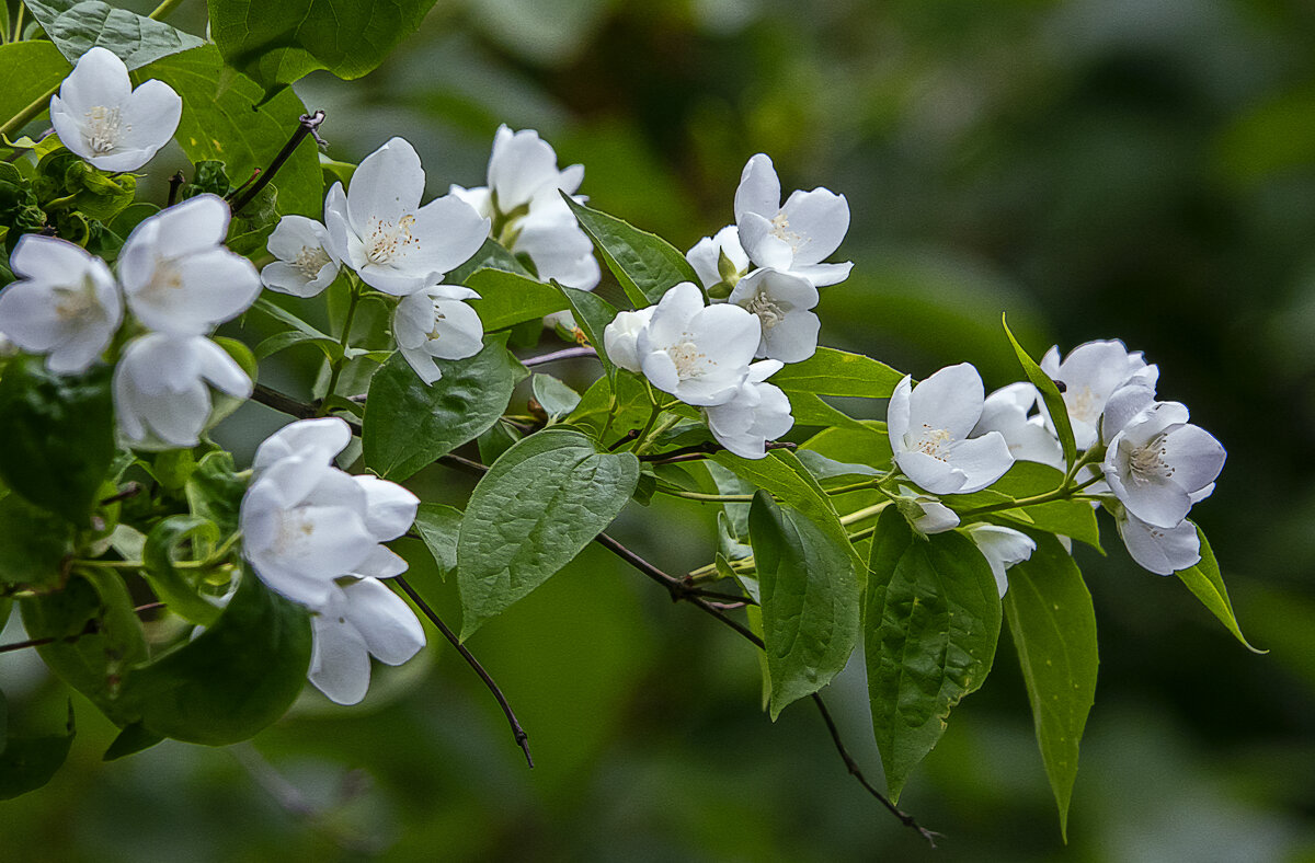 Чубушник обыкновенный - Aleksey Afonin