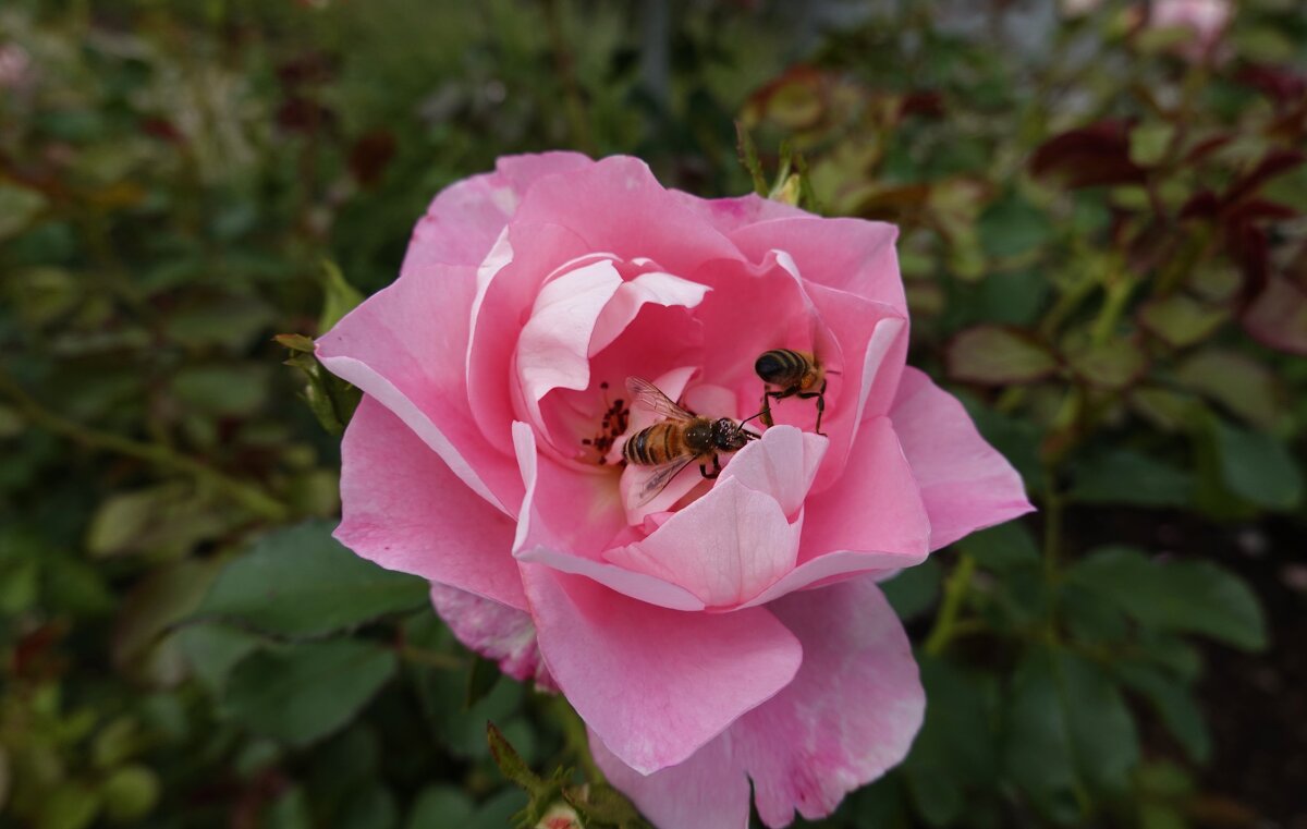 ... - Галина ... - Галина