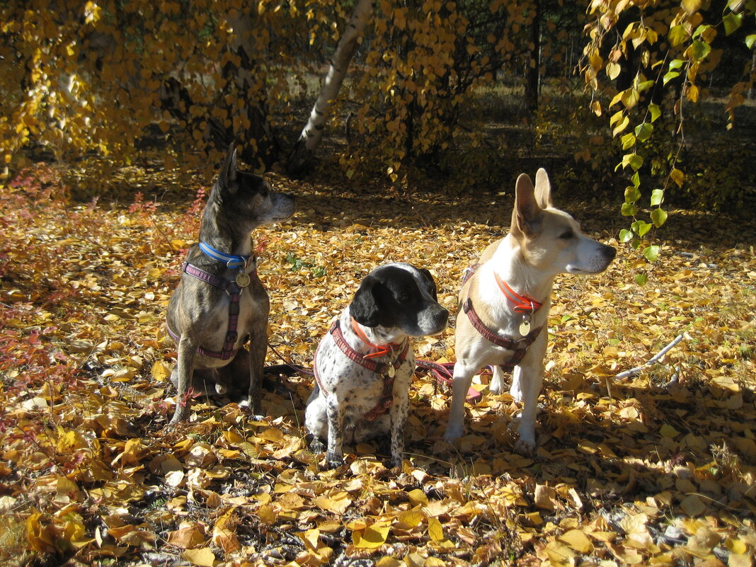 На прогулке - Anna Ivanova На прогулке - Anna Ivanova