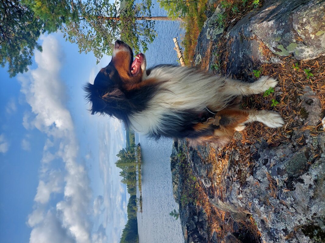 пес Фантом - Артём пес Фантом - Артём