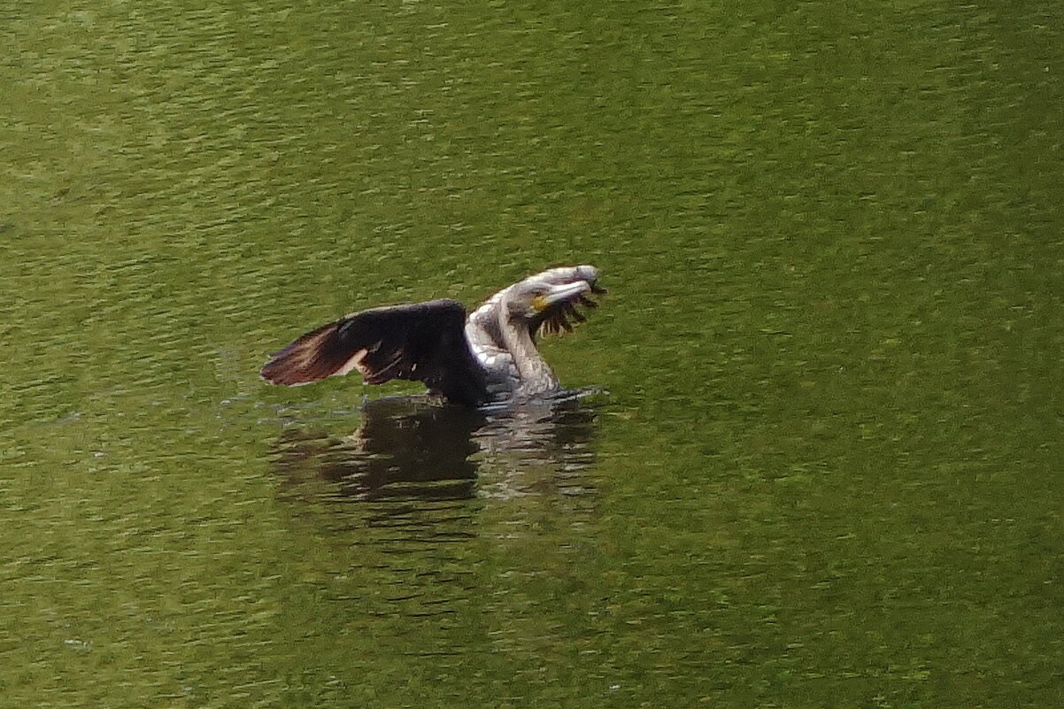 Баклан - Рита Симонова