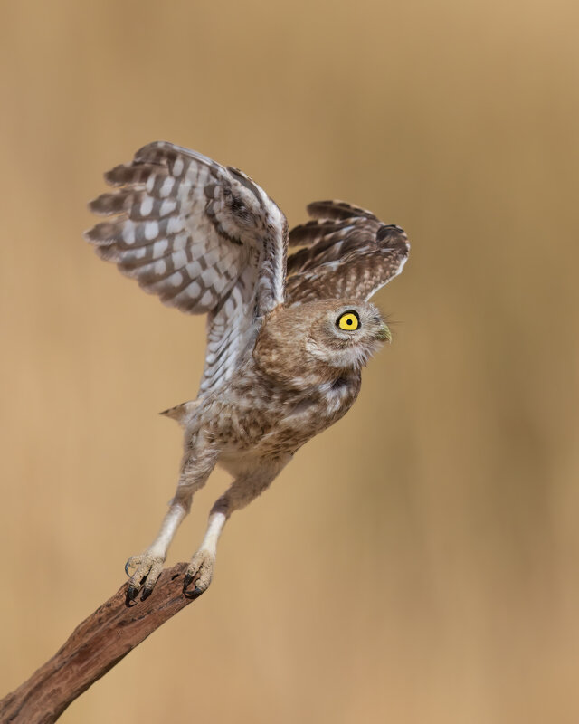 *** - Евгений Фруман
