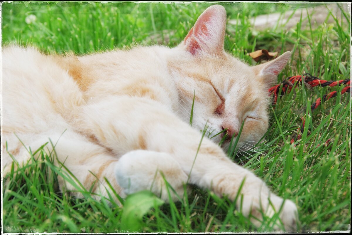 ... - Руслан ... - Руслан