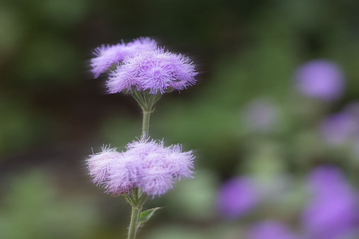 Пушистики - Александр Трухин