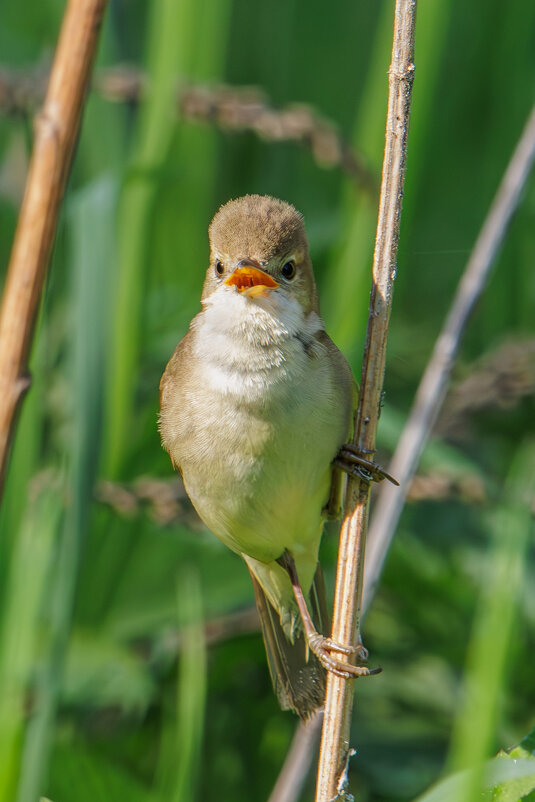 Болотная камышевка - Sergey38 