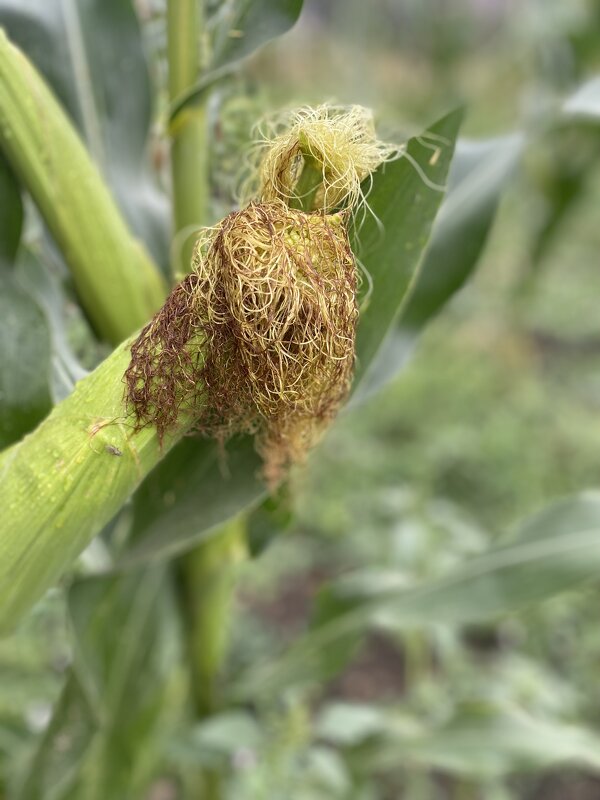 После дождя (7) - Alexey YakovLev После дождя (7) - Alexey YakovLev