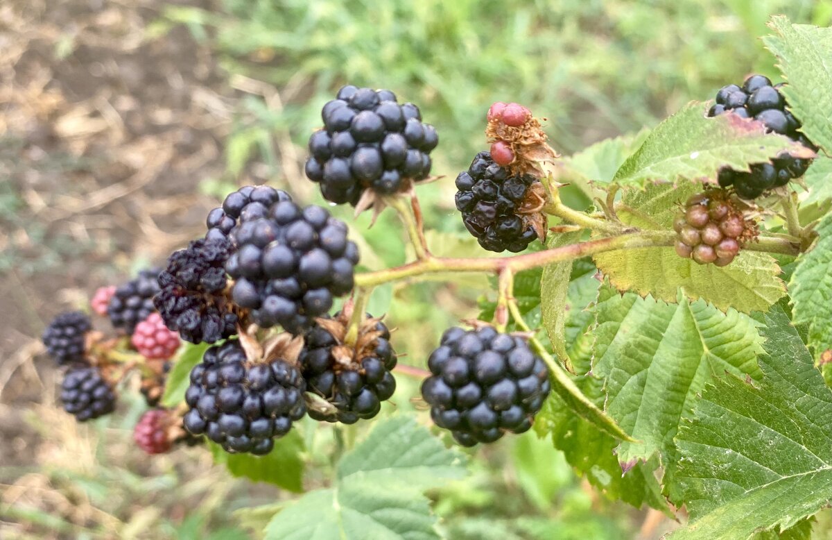 После дождя (9) - Alexey YakovLev