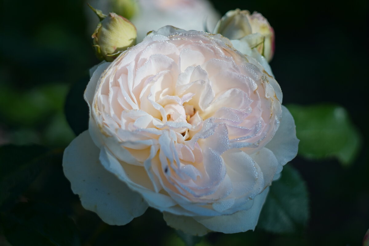 роза в росе - Сергей Ц